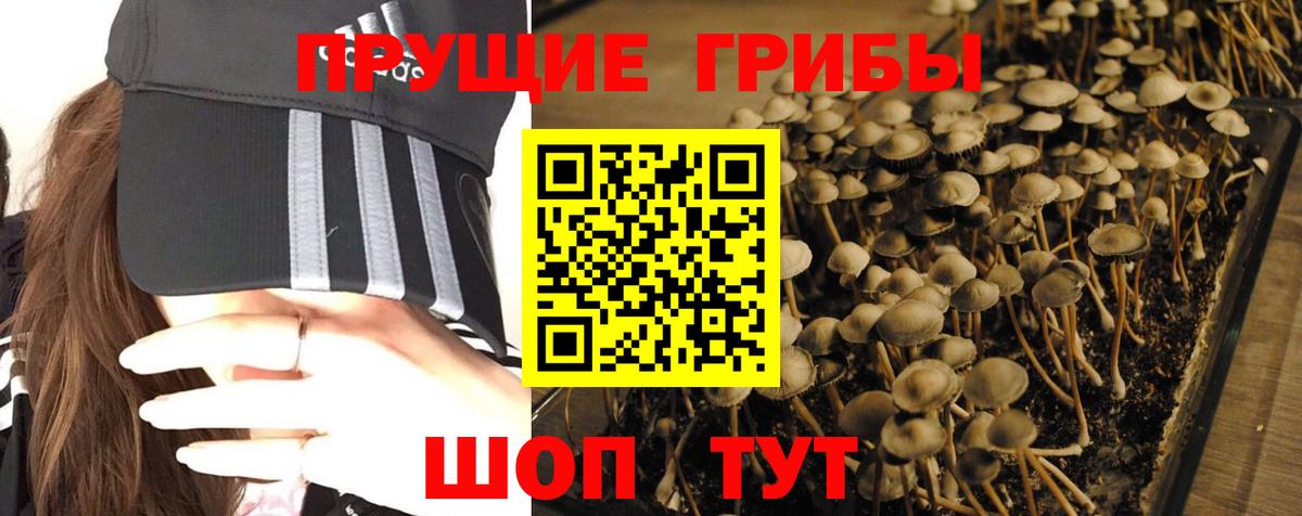 Балашов  Псилоцибиновые грибы MAGIC MUSHROOMS  Вход с VPN 